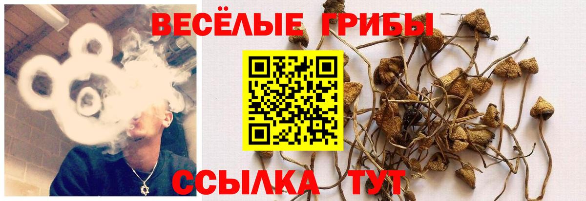 Псилоцибиновые грибы мицелий Улан-Удэ